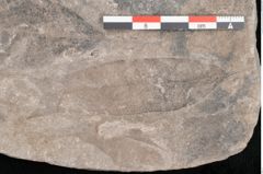 Foto (Detailansicht) von Apocynophyllum cretaceum Ettingshausen (NHMW-GEO-2024-0188-10600)
